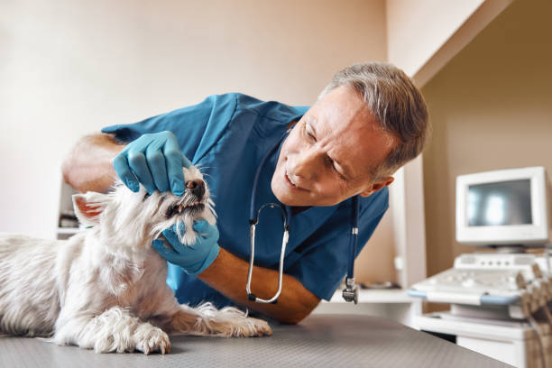 Best Emergency Dental Care for Broken or Chipped Teeth in Cedar Bluff, AL
